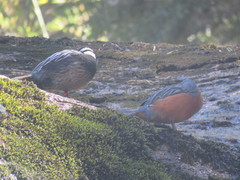 Merganetta armata armata