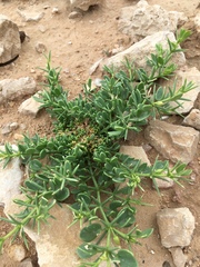 Fagonia mollis