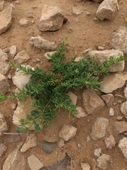 Fagonia mollis