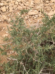 Caroxylon tetrandrum