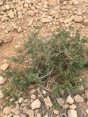 Caroxylon tetrandrum