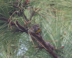 Setophaga pityophila