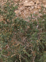 Caroxylon tetrandrum