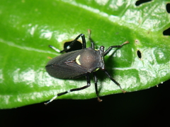 Aetalionidae