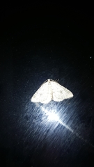 Colostygia multistrigaria