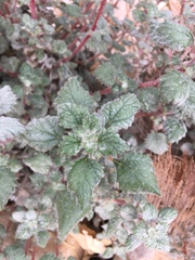 Forsskaolea tenacissima