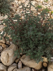 Forsskaolea tenacissima