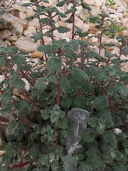 Forsskaolea tenacissima