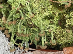 Cladonia peziziformis image