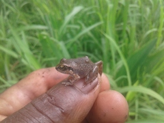 Arthroleptis stenodactylus