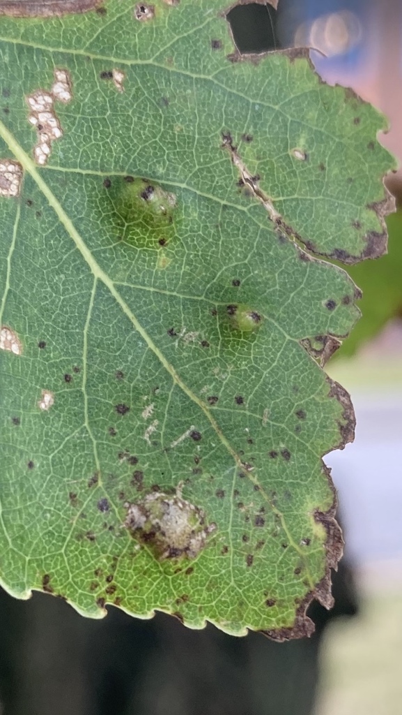 Poplar gall mite from University of Hull, Kingston upon Hull, England ...