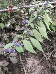 Salvia plurispicata