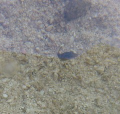 Canthigaster papua