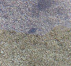 Canthigaster papua