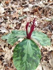 Trillium maculatum