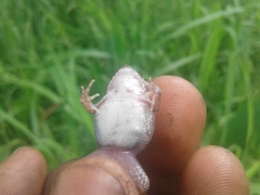 Arthroleptis stenodactylus