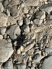 Calydon submetallicum