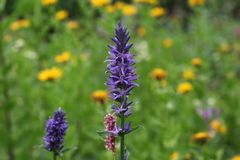 Asyneuma campanuloides