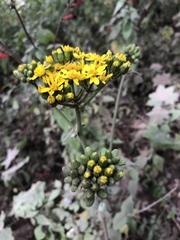 Packera sanguisorbae