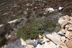 Protea effusa
