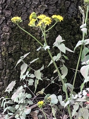 Packera sanguisorbae