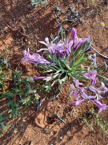 Lapeirousia barklyi