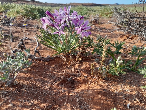 Lapeirousia barklyi