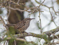 Campylorhynchus yucatanicus