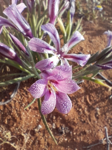 Lapeirousia barklyi