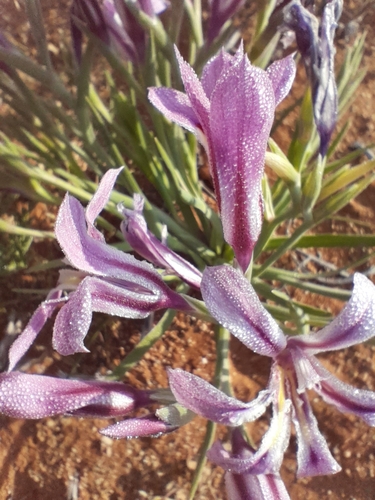 Lapeirousia barklyi