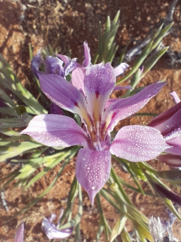 Lapeirousia barklyi