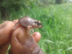 Arthroleptis stenodactylus