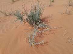 Desert Spoon (Calobota)