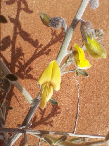 Image of Calobota cinerea by no rights reserved
