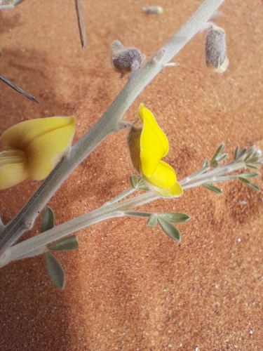 Image of Calobota cinerea by no rights reserved