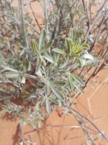 Image of Calobota cinerea by no rights reserved