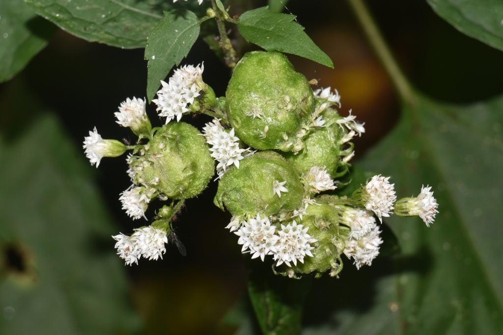 Boneset Flower Gall Midge