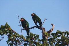 Amazona leucocephala