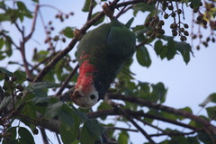 Amazona leucocephala