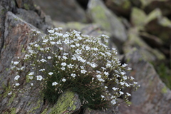 Cherleria circassica
