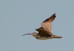 Numenius phaeopus hudsonicus