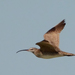 Hudsonian Whimbrel - Photo (c) Steven Mlodinow, some rights reserved (CC BY-NC), uploaded by Steven Mlodinow