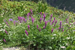 Hedysarum caucasicum