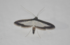 Diaphania superalis
