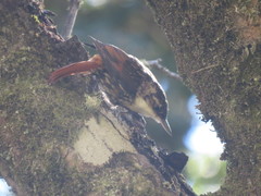 Pygarrhichas albogularis