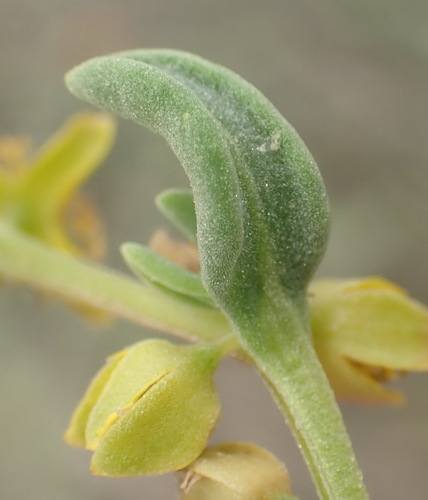 Image of Tetragonia sarcophylla by (c) Nicola van Berkel, some rights reserved (CC BY-SA)