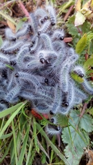 Thaumetopoea herculeana