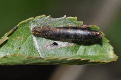 Rogadinae