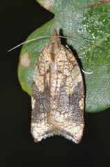Acleris rhombana
