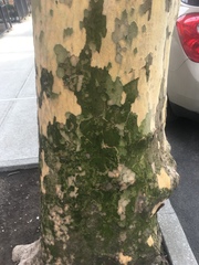 Chlorophyta